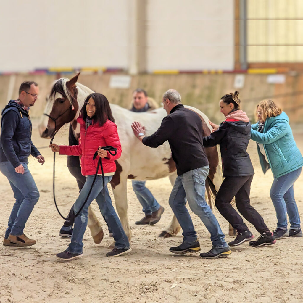 photo appartenant au site equicoaching